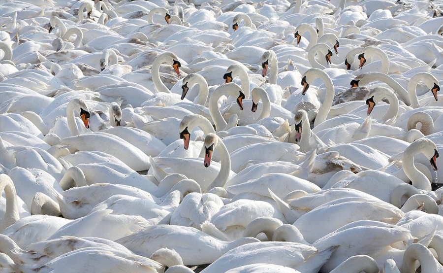 Белые лебеди нежатся под солнцем в Великобритании