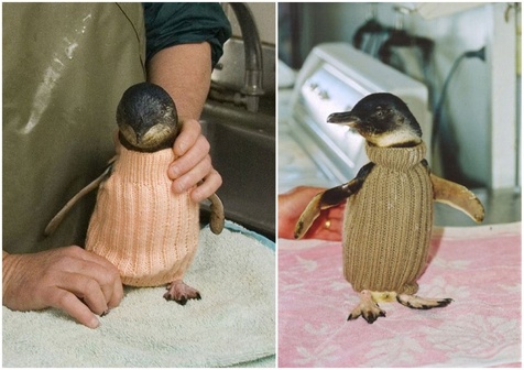 Пингвины в свитерах: не для моды, а для выживания