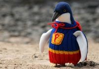 Пингвины в свитерах: не для моды, а для выживания