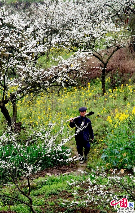 Весенние цветы украшают город Хуаин провинции Сычуань
