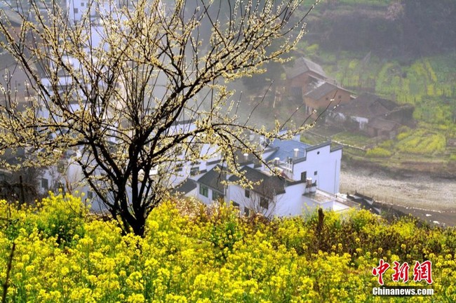 Чарующие цветы рапса в уезде Уюань