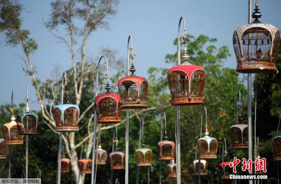  Стало известно, что в этот день более сотни любителей птиц из Тайланда, Малайзии и Сингапура приехали со своими питомцами для участия в конкурсе.