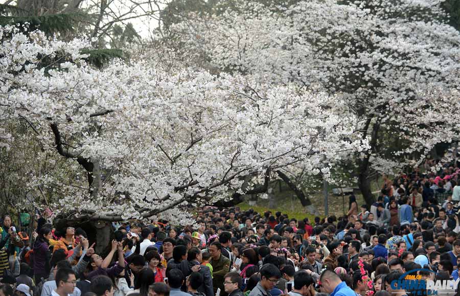 Цветение сакуры в Уханьском университете провинции Хубэй