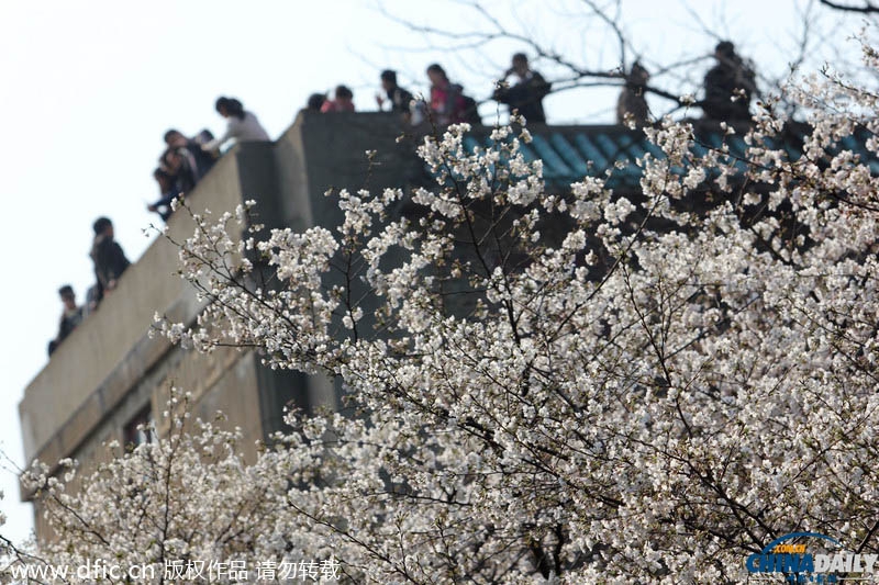 Цветение сакуры в Уханьском университете провинции Хубэй