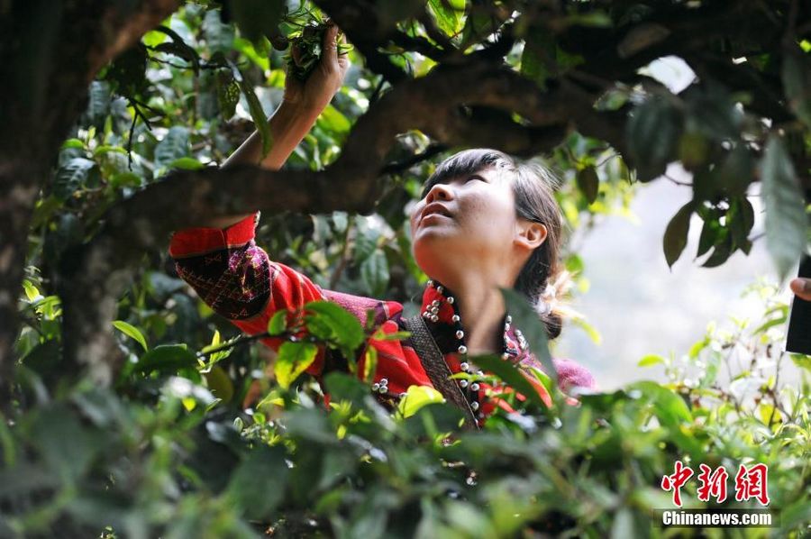 На днях начинается сбор весеннего чая пуэр в провинции Юньнань. Весенний чай – это чай, который собран до праздника Цинмин (День поминовения усопших).