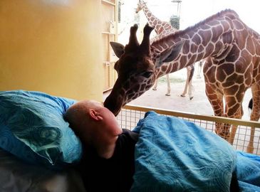 Прощальный поцелуй: жираф в Голландии трогательным поцелуем прощается с неизлечимо больным