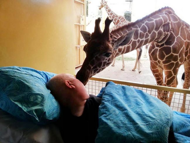 Как видно, жираф подошел к Марио и поцеловал его, это как будто стало прощальным поцелуем для умирающего друга.