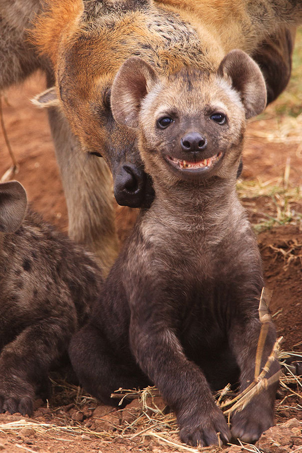 Очаровательные улыбки животных (30 фото)