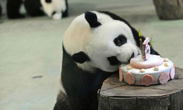 Являются ли панды большими сладкоежками? 