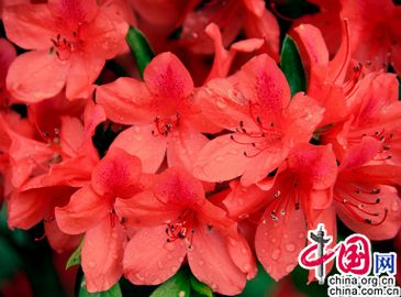 Цветение красивой азалии в уезде Суйчуань провинции Цзянси