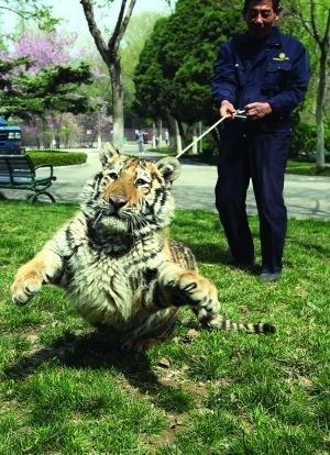 Гуляющий тигр испугал людей в зоопарке Сюйчжоу 