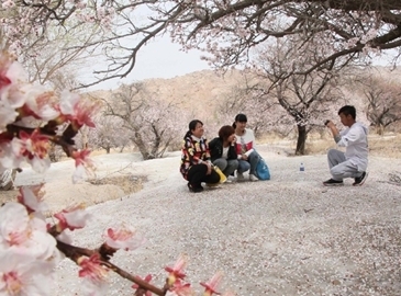 В Синьцзяне: любование цветущим на льду абрикосом