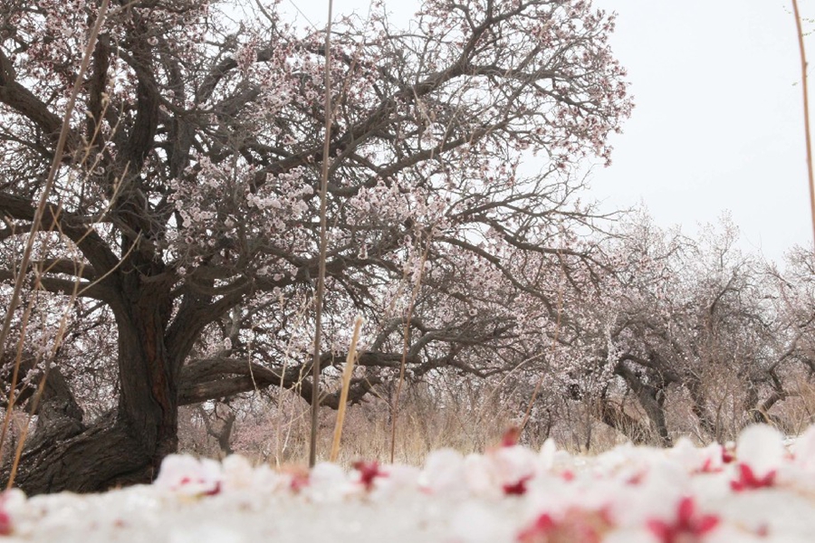 В Синьцзяне: любование цветущим на льду абрикосом