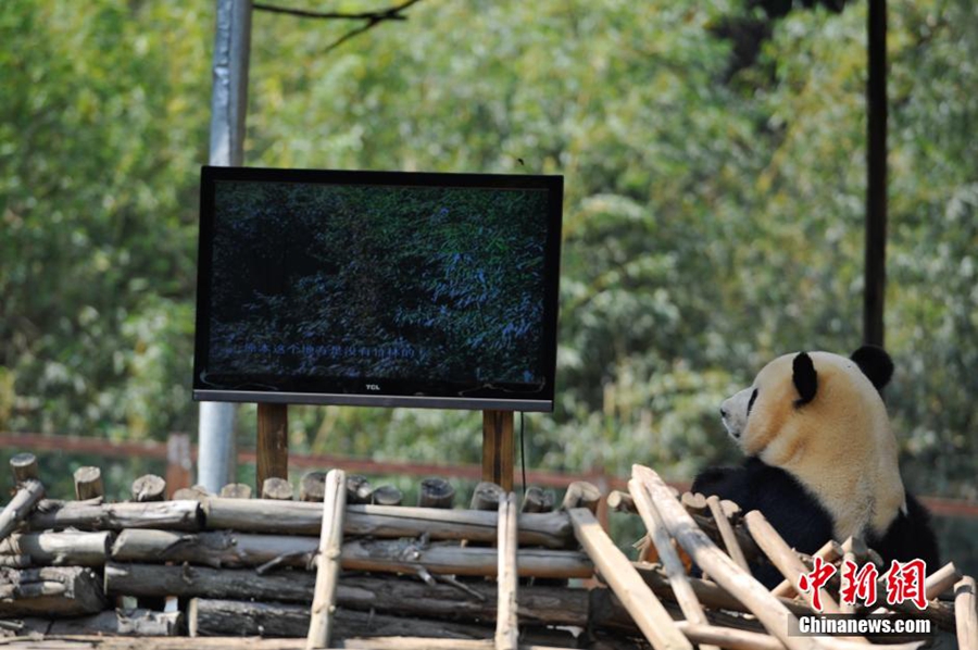 Юньнаньский парк диких животных установил телевизор для большой панды в депрессии