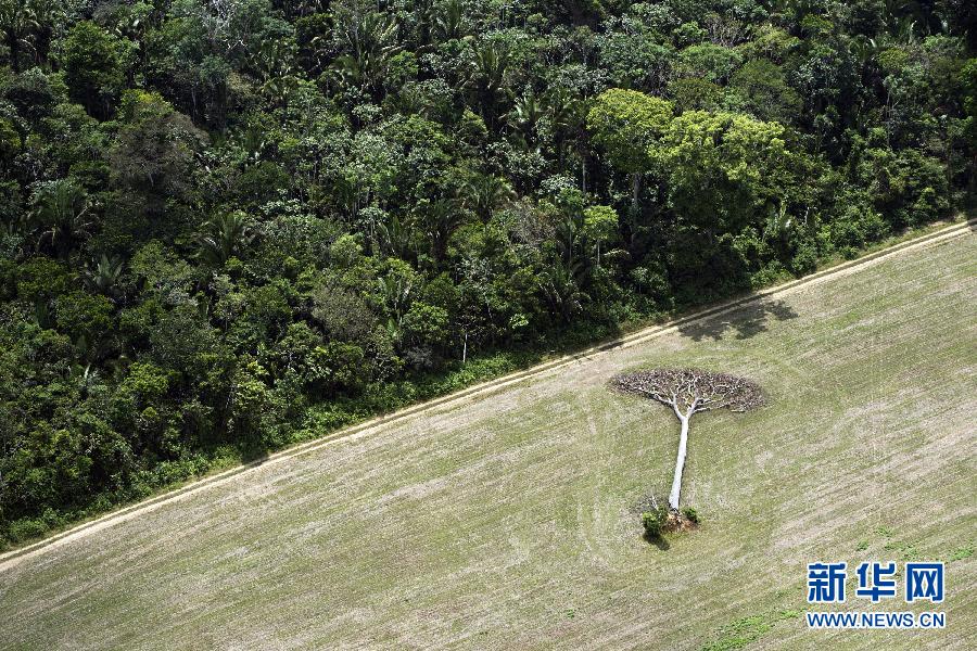 Фоторабота «Вырубка лесов в Амазонии» («Deforestation in the Amazonia») фотографа Даниель Велтра (Daniel Beltra) была награждена золотой медалью в категории «Природа и окружающая среда».