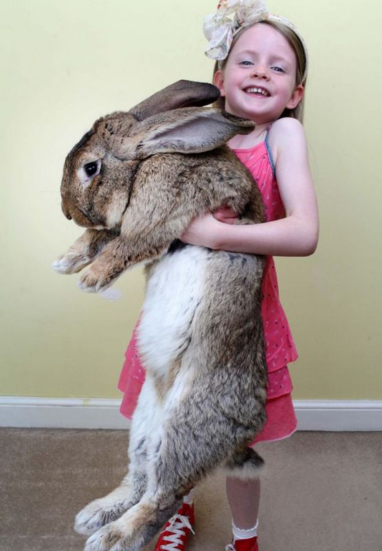 Фото: самый крупный в мире кролик длиной 1 метр и весом 22,5 килограмма