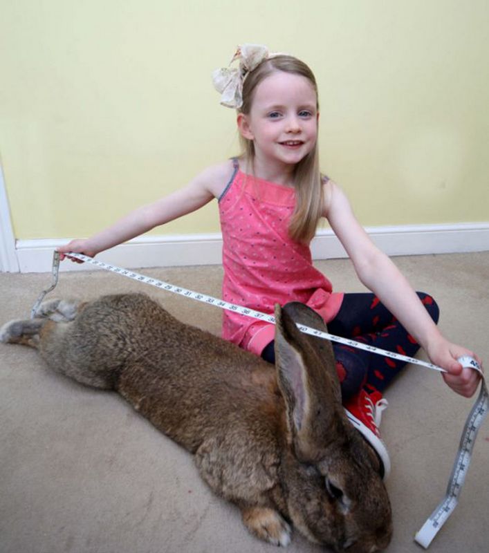 Фото: самый крупный в мире кролик длиной 1 метр и весом 22,5 килограмма
