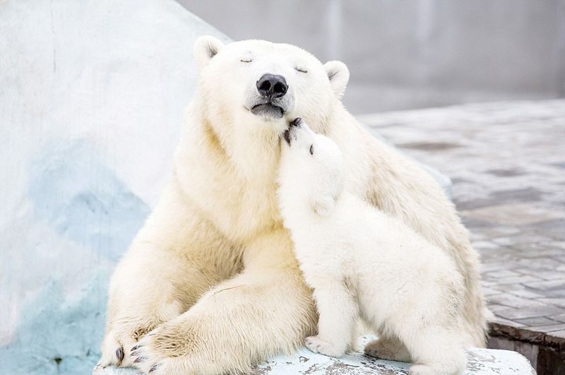 В российском зоопарке медведица с медвежонком согревают друг друга объятиями