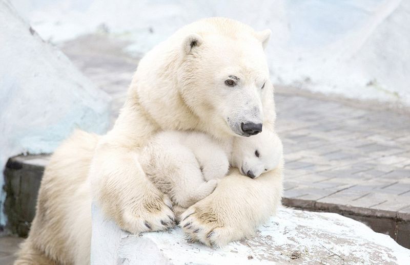 В российском зоопарке медведица с медвежонком согревают друг друга объятиями
