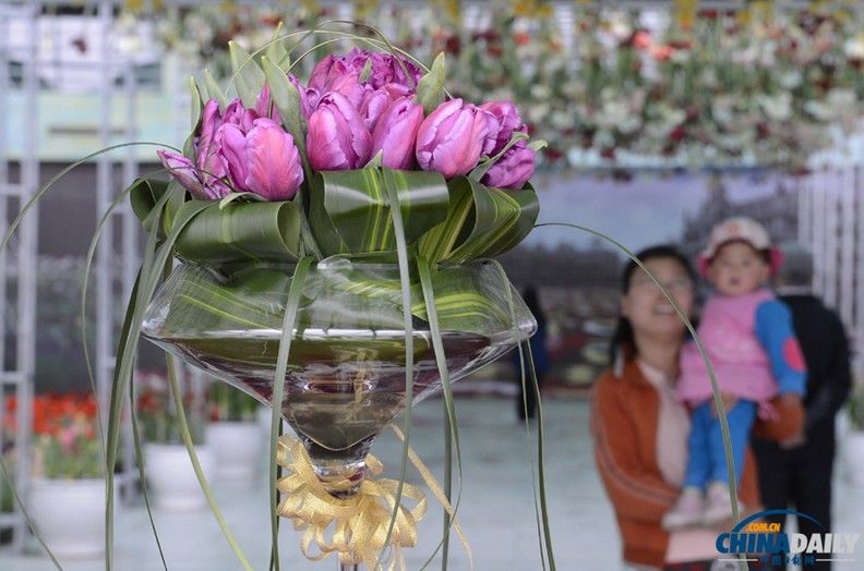 Тюльпан «Готай», получивший свое название от первой леди Пэн Лиюань, появился в Пекине 