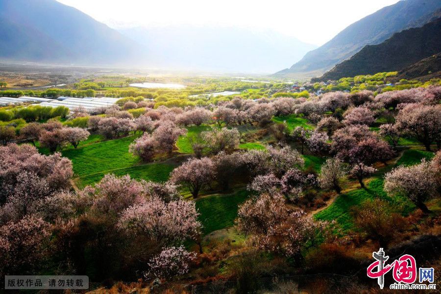 Красивые цветы персика в уезде Линьчжи Тибета