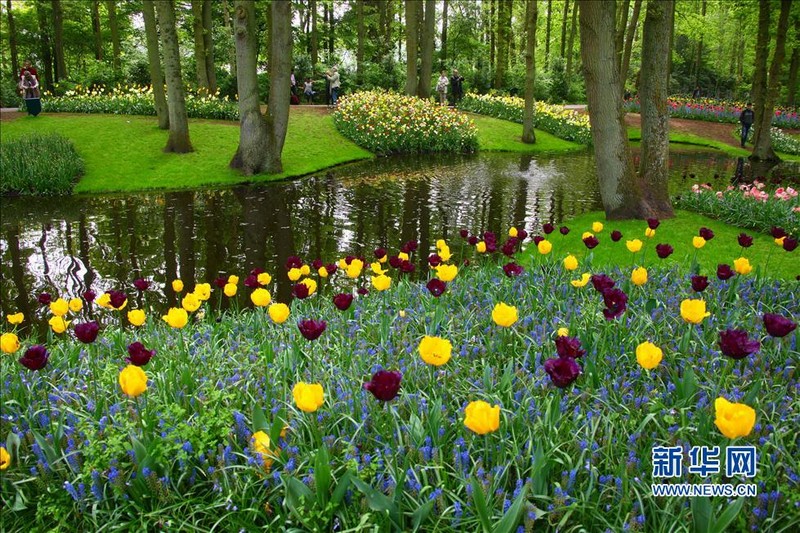 Парк Кейкенхоф в Голландии – самая красивая весна в мире