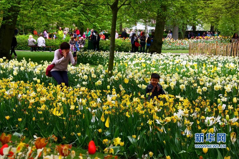 Парк Кейкенхоф в Голландии – самая красивая весна в мире