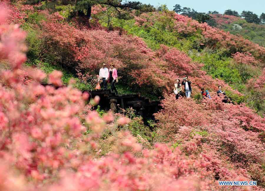 Цветение азалии в городе Мачэн провинции Хубэй