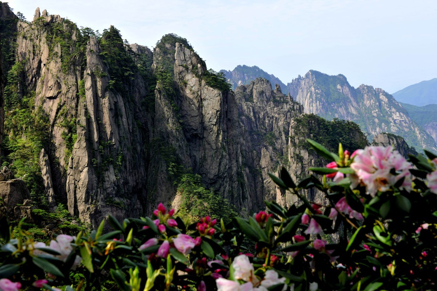 Прекрасный рододендрон в горах Хуаншань