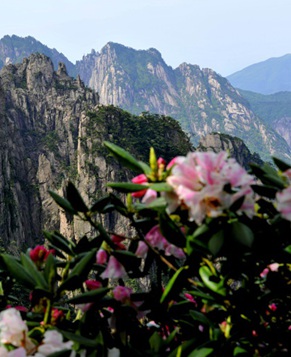 Прекрасный рододендрон в горах Хуаншань