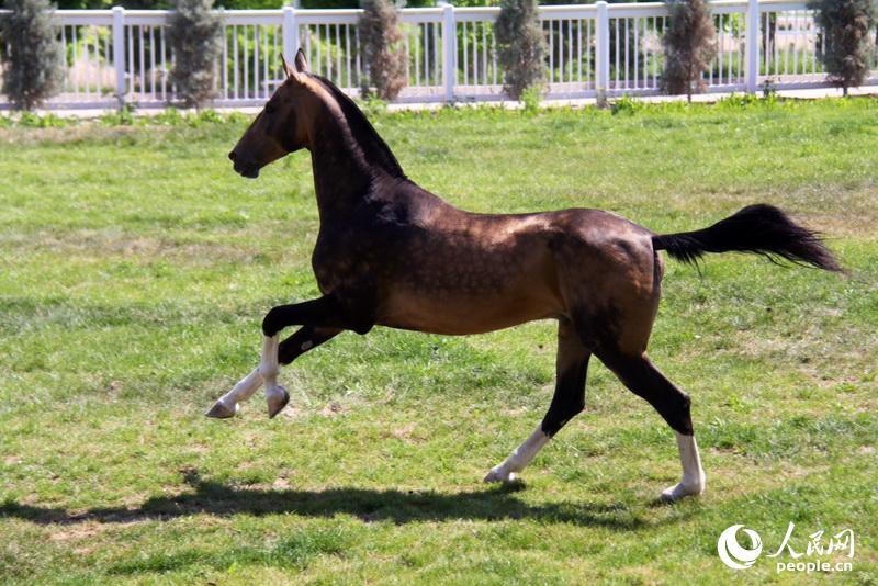 Ферганская лошадь Туркменистана