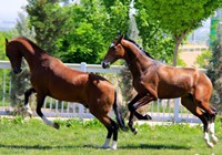 Ферганская лошадь Туркменистана