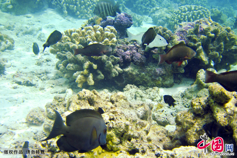 Изумительный подводный мир в лагуне Сайпана