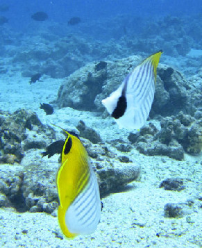 Изумительный подводный мир в лагуне Сайпана