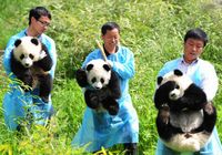 Китай предложил самую интересную работу с высокой оплатой: 'няня' для больших панд