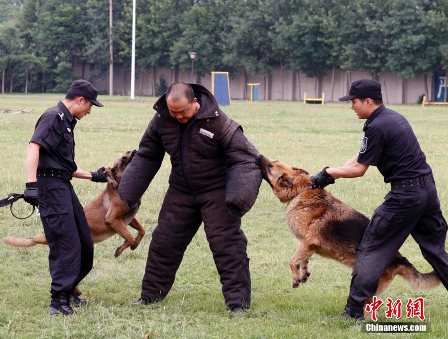 Пекинская полиция подключает собак к борьбе с терроризмом