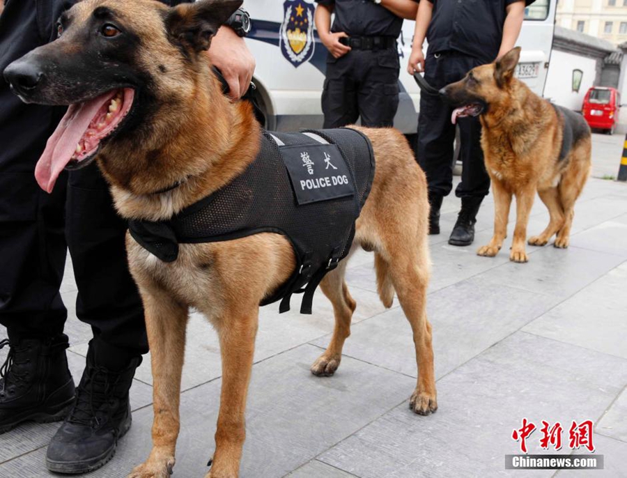 Пекинская полиция подключает собак к борьбе с терроризмом