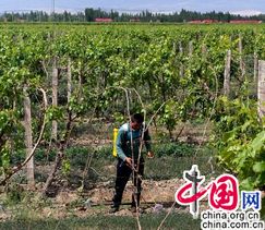 История шелкового пути: счастливая жизнь виноградаря Чжан Янь