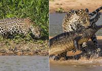 Американский фотограф зафиксировал, как ягуар атакует и убивает крокодила