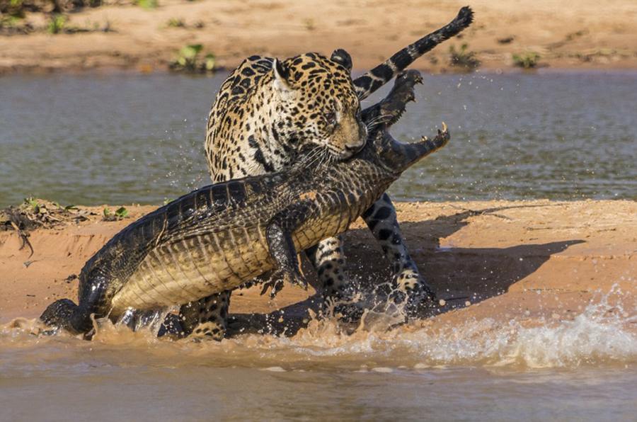 Американский фотограф зафиксировал, как ягуар атакует и убивает крокодила