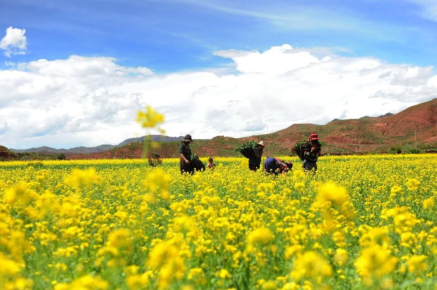 Красивые цветы рапса в районе Чанду Тибета
