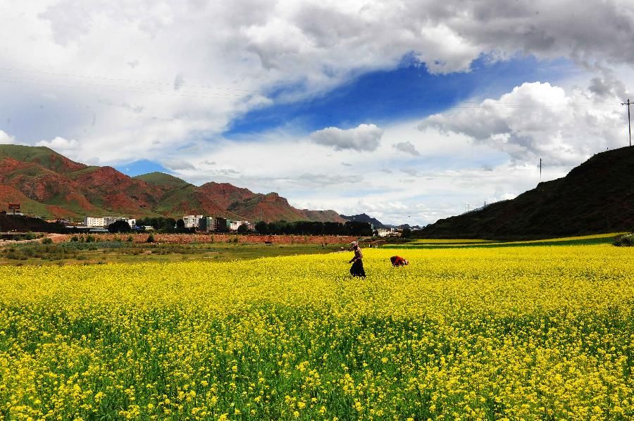 Красивые цветы рапса в районе Чанду Тибета