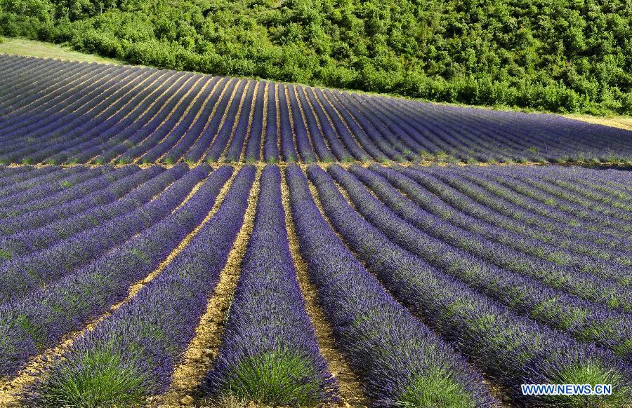 ФОТО: лавандовое поле в Провансе