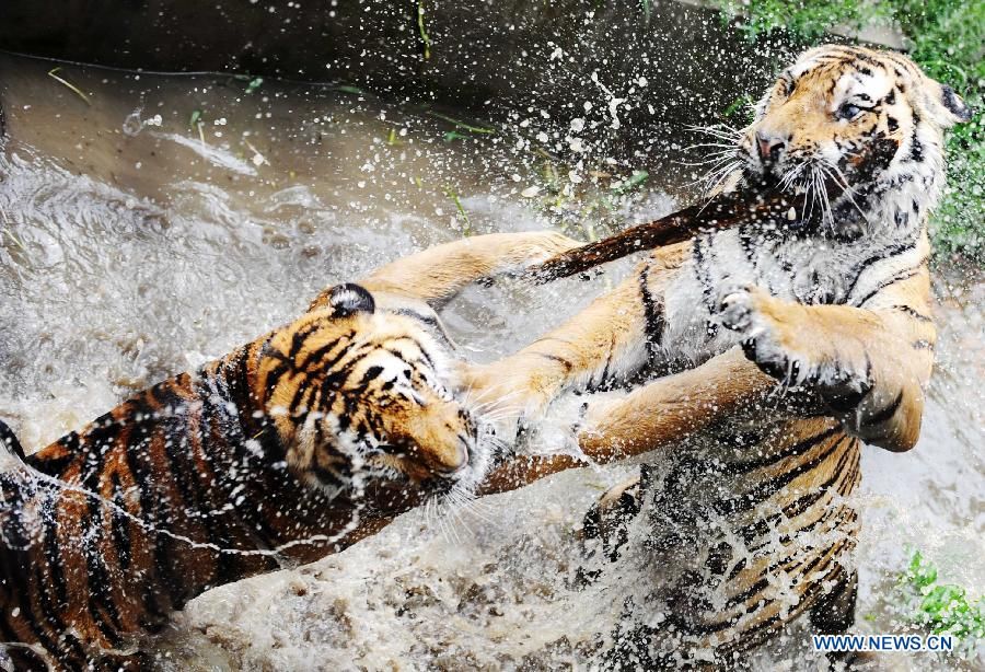 В лесопарке маньчжурских тигров пров. Хэйлунцзян обитают более 1100 особей маньчжурских тигров