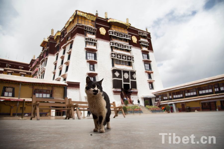 Тибет в объективе малайзийской туристки