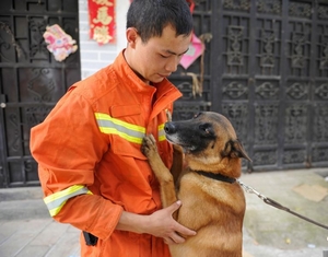 Фоторепортаж: собаки-спасатели в пострадавшем от землетрясения уезде Лудянь
