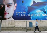 Иностранные СМИ: в Китае акульи плавники пользуются меньшим спросом благодаря инициативе Яо Мина