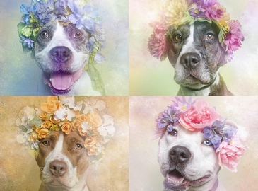 Нежные фото: цветочный венок на голове бродячей собаки