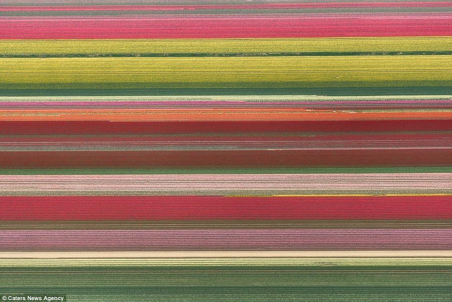По данным британской газеты «Daily Mail», фотограф из Рима Симон Сбараглия на вертолете сделал фотографии цветника на окраине Амстердама с высоты птичьего полета.
