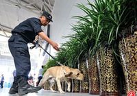 民警带着警犬在第四届中国-亚欧博览会场馆内执行安检任务